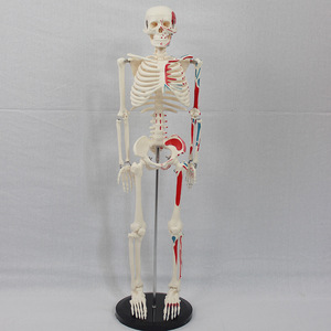 Modèle squelettique personnalisé de 85 cm avec points d'origine et d'insertion musculaire pour la partie du corps supérieure ; modèle squelettique pour l'enseignement médical. - Product Image 1