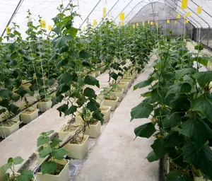 Hydrocultuur Systeem Kas Bato Emmer Plantsysteem Wijnstokgroenten Hydrocultuur