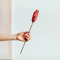 Gedroogde koningsprotea bloemen voor binnen, decoratief voor bruiloften, Pasen & Halloween arrangementen - Langdurig, 20-30cm