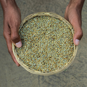 Grains de millet perlé frais de la ferme - Product Image 1