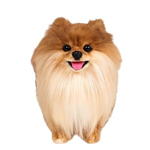 Peluche réaliste de chien Pomeranian faite à la main par <span class=keywords><strong>Katie</strong></span> Hosseini, jouet en peluche, cadeau pour les garçons et les filles, 31 cm-50 cm - Product Image 5