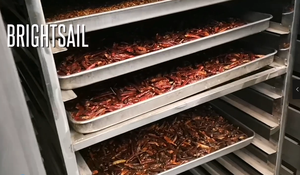 明帆水果干燥机食品加工机热风循环干燥机 - Product Image 3