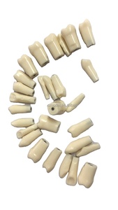 Răng Thay Thế Bằng Cuộn Dây Kim Loại Cho 263 Mô Hình Răng Giáo Dục Đào Tạo Nha Sĩ Cho Mô Phỏng Đầu <span class=keywords><strong>Phantom</strong></span> 32 Chiếc Mỗi Bộ - Product Image 2