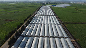 MAXPOWER UV แบบกําหนดเอง 200 250 ไมครอนการเกษตรหลายพลาสติกเรือนกระจกพลาสติกโพลีเธนฝาครอบฟิล์ม pe สําหรับเรือนกระจก - Product Image 3