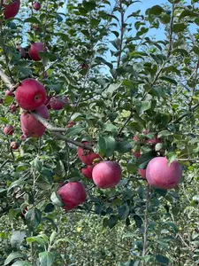 Frutta della salute snack natura senza additivo senza zucchero fette di mela essiccate