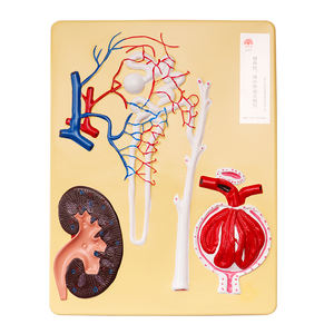Modelo biológico Modelo de riñón humano Unidad renal y modelo de corpúsculo renal - Product Image 4