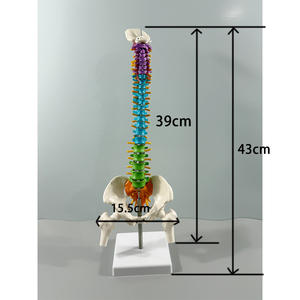 Modelo de Esqueleto Humano de 85 cm con Articulación de Rodilla, Cráneo de 45 cm y Columna Vertebral Mediana Tipo A para Entrenamiento, PVC MAXCARE MAC-YJ79 - Product Image 3
