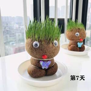 ขายตรงจากโรงงาน ตุ๊กตาหัวหญ้าแมว TikTok สุดฮิต ปลูกง่าย หญ้าแมวแบบไฮโดรโปนิกส์ ของเล่นเด็ก - Product Image 4