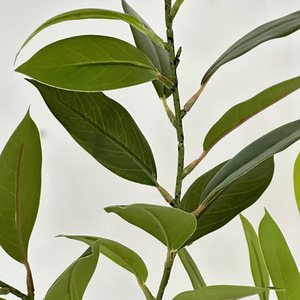 Meiyu Craft Flower Factory, plante artificielle Arbre à argent, 30cm-100cm, verte avec fleurs, décoration d'intérieur, accessoire de mariage - Product Image 3