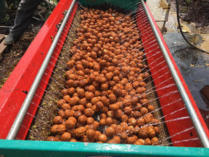 Meilleur prix Machine à décortiquer les <span class=keywords><strong>noix</strong></span> vertes pour les vergers Machine à éplucher la peau <span class=keywords><strong>de</strong></span> <span class=keywords><strong>noix</strong></span> verte Éplucheur <span class=keywords><strong>de</strong></span> <span class=keywords><strong>noix</strong></span> - Product Image 4