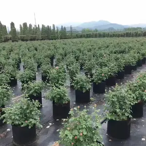 Vendita calda 1 3 5 7 10 20 30 50 100 200 gallone fioriera vasi aerazione tessuto di patate piante crescono borse giardinaggio vasi fioriere
