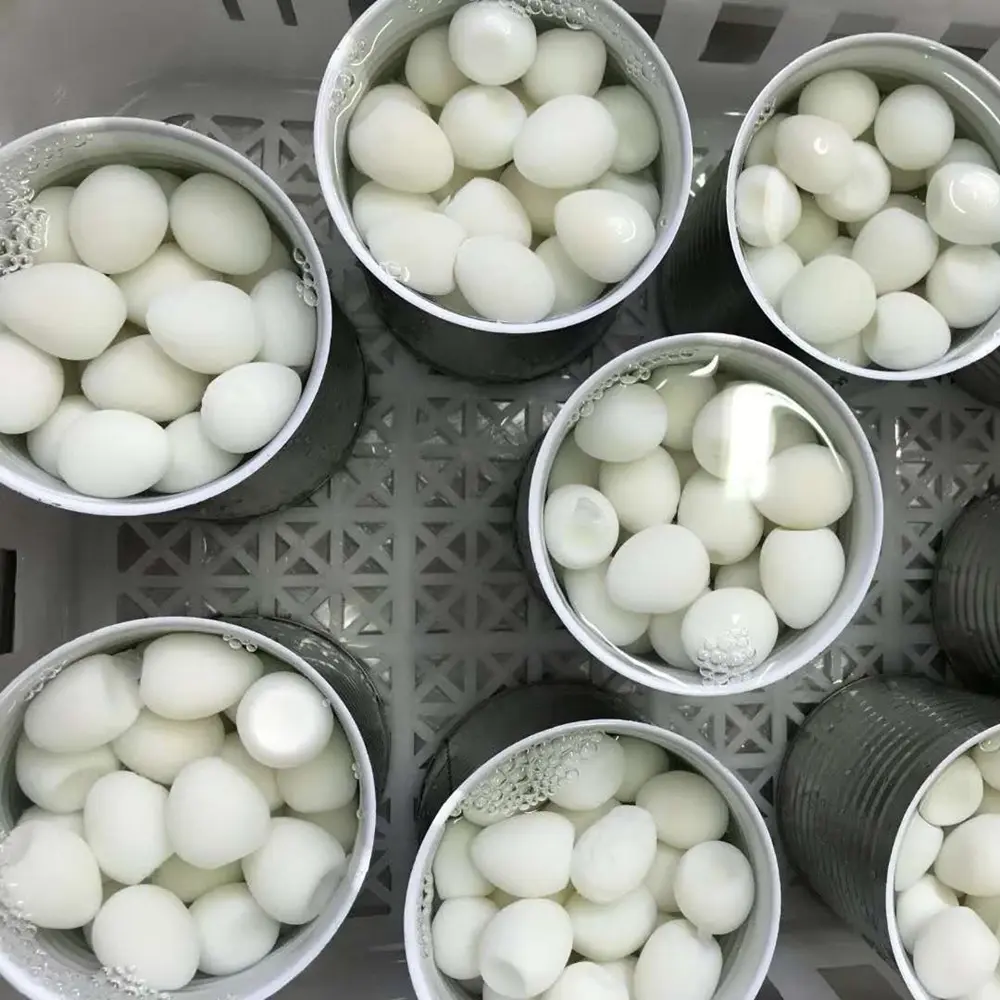 High quality of canned quail eggs for export