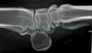 घोड़ा अल्ट्रालाइट हैंडहेल्ड पोर्टेबल पशु चिकित्सा 10 घंटे बैटरी जीवन फ्लैट पैनल डिटेक्टर डिजिटल एक्स-रे मशीन - Product Image 6