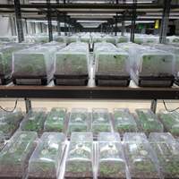 Plateau de germination pour semis en plastique robuste 1020 avec couvercle et dôme d'humidité