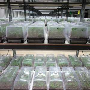 Bandeja <span class=keywords><strong>de</strong></span> inicio <span class=keywords><strong>de</strong></span> semillas <span class=keywords><strong>de</strong></span> plántulas <span class=keywords><strong>de</strong></span> germinación <span class=keywords><strong>de</strong></span> horticultura 1020 <span class=keywords><strong>de</strong></span> plástico resistente con cúpula <span class=keywords><strong>de</strong></span> humedad <span class=keywords><strong>de</strong></span> tapa - Product Image 3