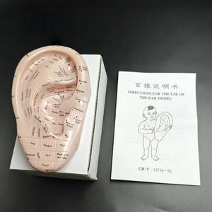 แบบจำลองการฝังเข็มหู 17 ซม. สำหรับการฝึกการนวดกดจุดสะท้อน แบบจำลองหูภาษาอั<span class=keywords><strong>ง</strong></span>กฤษและญี่ปุ่น พร้อมสติกเกอร์ - Product Image 1
