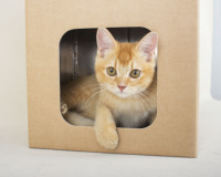 Refugio Plegable para Mascotas (Gatos y Conejos) de Cartón Reciclado, Resistente, Ecológico, con Asa, Portátil, Hecho con Materiales Reciclados