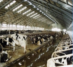 Một cửa dịch vụ di động bò sữa nông nghiệp đổ thiết kế bò sữa bò đúc sẵn Kết Cấu Thép đổ xây dựng gia súc - Product Image 4