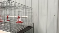 Cage à poulets robuste à 3 niveaux et 2 portes en acier galvanisé pour 60 oiseaux