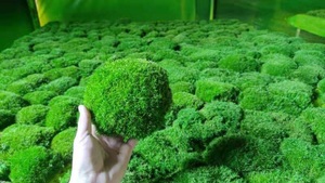Wholesale Last 5 Years Green Wall Real Natural Stabilized Preserved Decorative <strong>Moss</strong> <strong>Bun</strong> Pillow Cushion Pole <strong>Moss</strong> - Product Image 3
