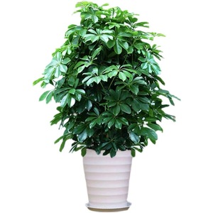 Lotus à sept feuilles en <span class=keywords><strong>pot</strong></span> à bec de canard, plante d'intérieur pour salon, absorbant le formaldéhyde, purifiant l'air, grande plante - Product Image 5