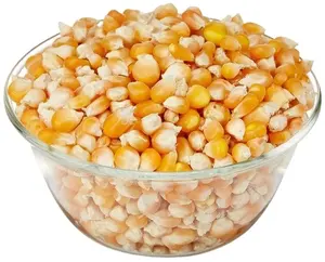 Gelber Mais zum Verkauf getrocknetes Produkt
