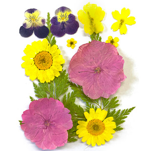 Vente en gros de fleurs et plantes pressées mélangées sèches pour l'artisanat en résine Art naturel vraies fleurs séchées - Product Image 3