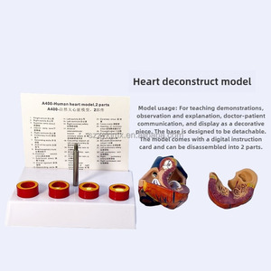Modelo anatómico <span class=keywords><strong>de</strong></span> corazón humano <span class=keywords><strong>de</strong></span> tamaño real desmontable con trombo para ciencia médica - Product Image 5