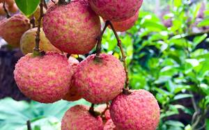 LICHEE FRESCO A PRECIO COMPETITIVO DE VIET NAM - Product Image 5