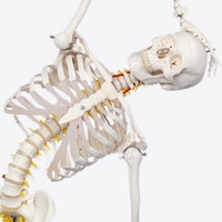 Squelette humain grandeur nature de 85 cm à 170 cm, squelette médical complet amovible avec modèle d'anatomie musculaire