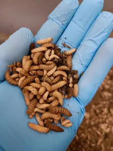 SAN HE ZHONG mesin sortir otomatis Mealworm, penyortir warna CCD cerdas untuk Solider hitam lalat Larva Mealworm Beetle