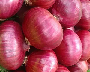 Fresh Indian Big Onion For Export Vietnam Malaysia Singapore Red Fresh Onions