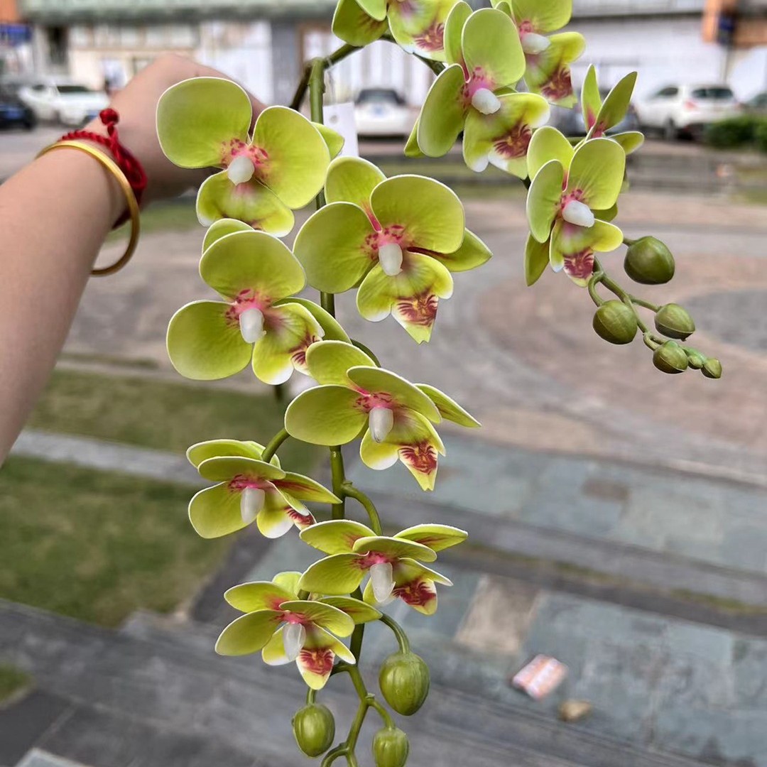 2Phalaenopsis with fork Green