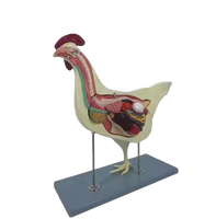 Modelo anatomico de pollo, Animal, modelo anatómico de plástico, modelo médico de Anatomía de pollo