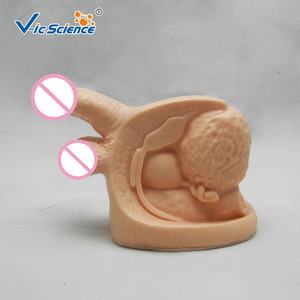 चिकित्सा संरचनात्मक मॉडल उन्नत पुरुष आंतरिक बाहरी Henital अंगों मानव शरीर रचना मॉडल चिकित्सा विज्ञान शिक्षा मॉडल - Product Image 5