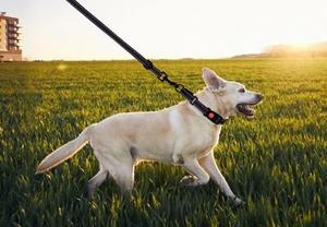 Collar de perro de tela Martingale reflectante y juego de correa a juego con hebilla de liberación rápida para perros, venta de entrenamiento de cachorros - Product Image 2
