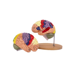 Medische Wetenschap Menselijk Brein Anatomiemodel 2x Kleurpartitie <span class=keywords><strong>4</strong></span> Delen Hersenmodel Anatomie Hersenmodel - Product Image 4