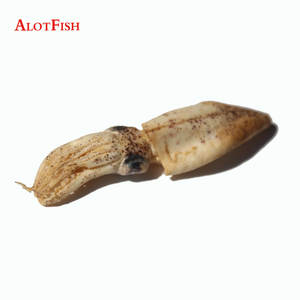طعم عالي الجودة لصيد السمك الحبار المجفف لصيد السمك في البحر - Product Image 4