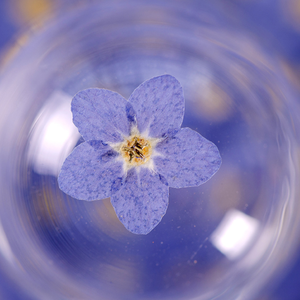 Vera Myosotis Sylvatica naturale a secco eco-friendly pressato fiore non ti scordar di Me per la decorazione natalizia di Halloween di Pasqua - Product Image 4