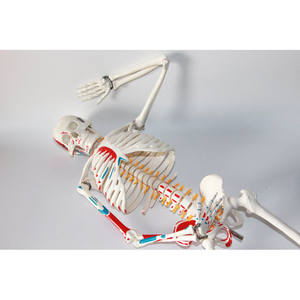 Modelo de esqueleto humano estándar de 85CM, distribución de puntos de arranque y de final de los músculos y del esqueleto - Product Image 4