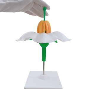 Modelo de Estructura Floral, Modelo de Enseñanza de Biología, Flor de Papa, Modelo de Enseñanza de Estructura Floral, Material Didáctico de Botánica - Product Image 5