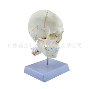 Modelo de cráneo humano 1:1 con suturas, cráneo con columna cervical y modelo de cerebro, esqueleto de cráneo con modelo de cerebro. - Product Image 3
