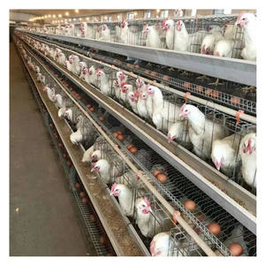 鶏小屋カスタムデザイントップ4層動物ケージ-メーカーから直接新しい状態120容量 - Product Image 6