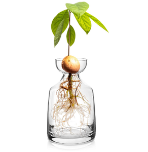 Jarrones de Vidrio con Forma de Árbol de <span class=keywords><strong>Aguacate</strong></span>, Kit de Cultivo de Árbol de <span class=keywords><strong>Aguacate</strong></span>, <span class=keywords><strong>Maceta</strong></span>, Bulbo de Vidrio para Plantas, Decoración de Interiores para Mesa de Hogar y Escritorio - Product Image 1