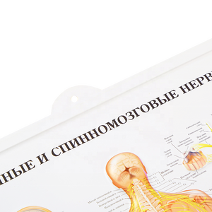 Biểu đồ giải phẫu của các cơ quan của con người bản đồ tường giải phẫu 3D của hệ thống tiêu hóa - Product Image 4