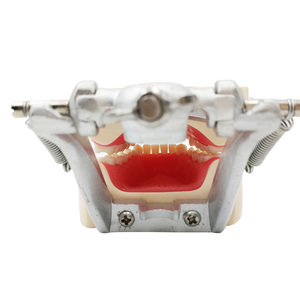 Modelo de Dientes Humanos para Higiene Dental, Modelo Educativo Estándar, Dientes Tipodontes - Product Image 4