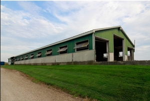 <span class=keywords><strong>10000</strong></span> ㎡   Edificio para Ganado de Gran Envergadura, Estructura de Acero, Establos para Cerdos, Vacas, Ovejas, Cabras, Granjas Avícolas - Product Image 4