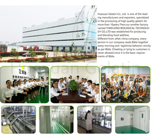 <span class=keywords><strong>Gélatine</strong></span> alimentaire de qualité alimentaire, stabilisateurs, 150, <span class=keywords><strong>180</strong></span>, 200 <span class=keywords><strong>Bloom</strong></span>, granulés, 8 mailles, 160-240 <span class=keywords><strong>Bloom</strong></span> pour capsules - Product Image 4