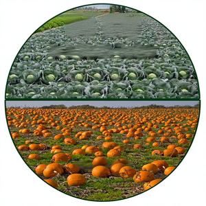 Simply Media so Big Electronic Publications 0.0g Traitement manuel des commandes - Product Image 1