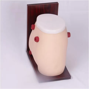 Mô hình giải phẫu y khoa mô phỏng hậu môn nhân tạo bằng nhựa PVC chất lượng cao, kích thước người thật, dùng cho việc dạy nghề điều dưỡng. - Product Image 3